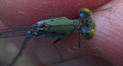 Pseudagrion glaucescens