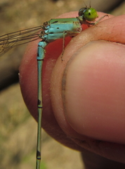 Pseudagrion glaucescens