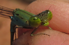 Pseudagrion glaucescens