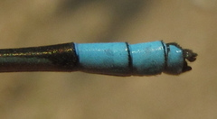 Pseudagrion glaucescens