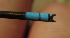 Pseudagrion glaucescens