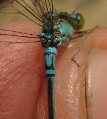 Pseudagrion glaucescens