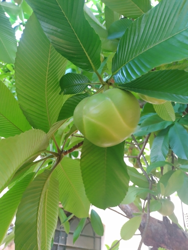 Dillenia indica