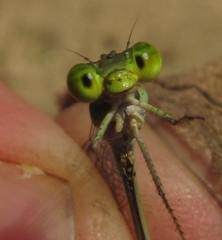 Pseudagrion glaucescens