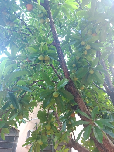 Dillenia indica