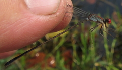 Pseudagrion sjoestedti