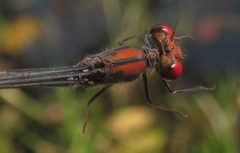 Pseudagrion sjoestedti