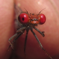 Pseudagrion sjoestedti