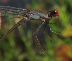 Pseudagrion sjoestedti