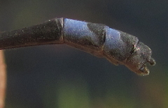 Pseudagrion sjoestedti