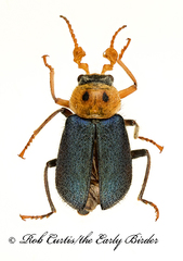 Collops bipunctatus