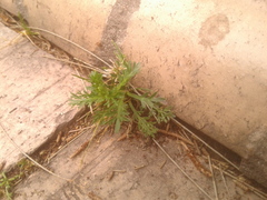 Lepidium bipinnatifidum