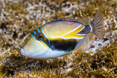 Wedge-Tail Triggerfish photo 1