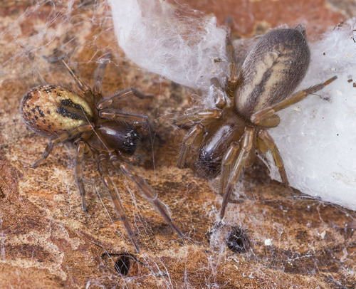 Bark Sac Spider, Mühl Rosin, Deutschland, photo 6 of 10