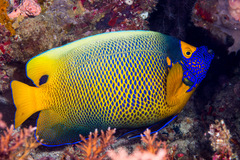Bluefaced Angelfish photo 2