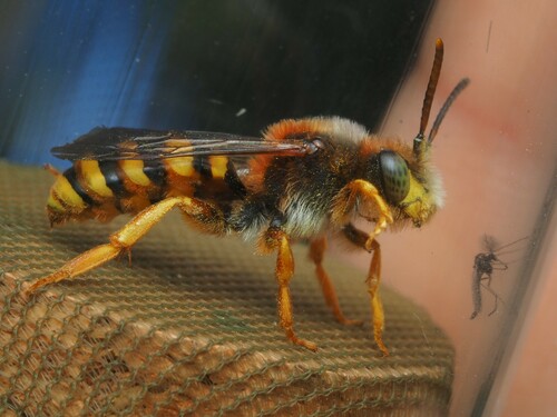 iNaturalist | (c) Benoit NABHOLZ, some rights reserved (CC BY-SA), uploaded by Benoit NABHOLZ Representative image of Nomada agrestis