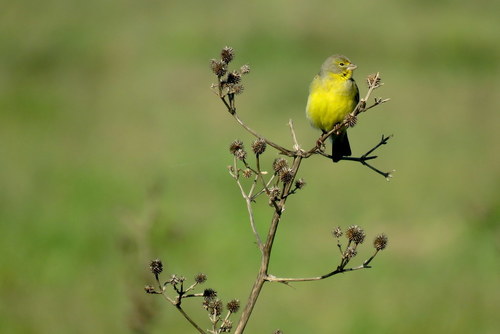 Sicalis luteola