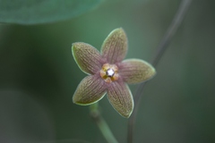Ruehssia sumiderensis