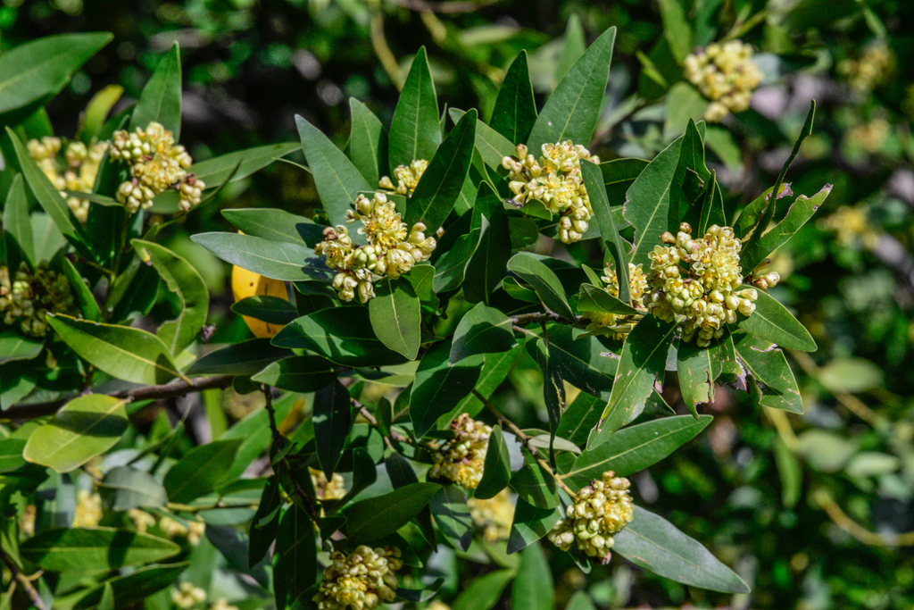 Umbellularia californica — an easy houseplant, prefers full sun light