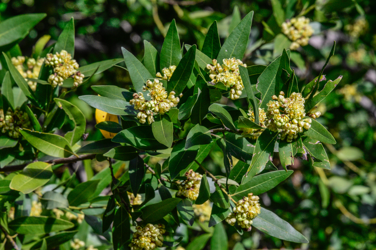 Umbellularia californica
