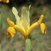 Iris xiphium lusitanica - Photo (c) Nuno Filipe Bastos, μερικά δικαιώματα διατηρούνται (CC BY-NC), uploaded by Nuno Filipe Bastos