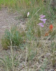 Penstemon comarrhenus
