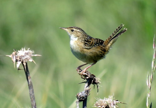 Cistothorus platensis