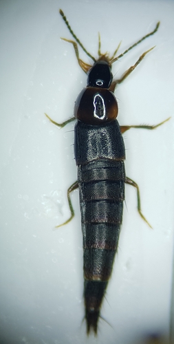 Atanygnathus, 2023-03-22
