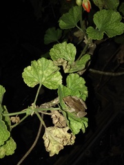 Hyla euphorbiacea