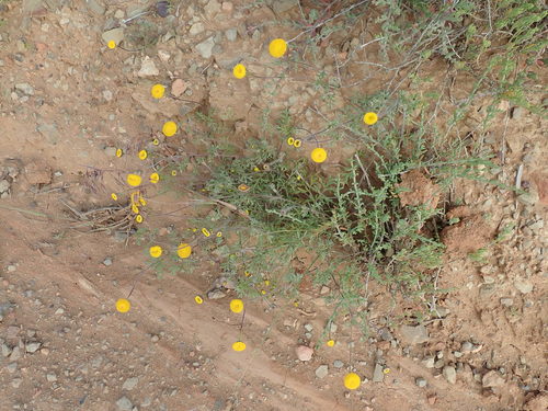 Image of Cotula microglossa by no rights reserved