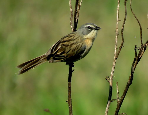 Donacospiza albifrons