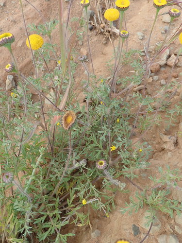 Image of Cotula microglossa by no rights reserved