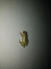 Hyla euphorbiacea