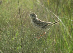 Anthus hellmayri