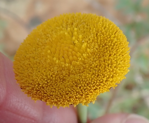 Image of Cotula microglossa by no rights reserved