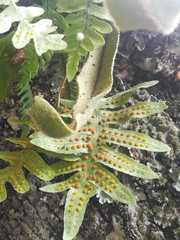 Phlebodium araneosum