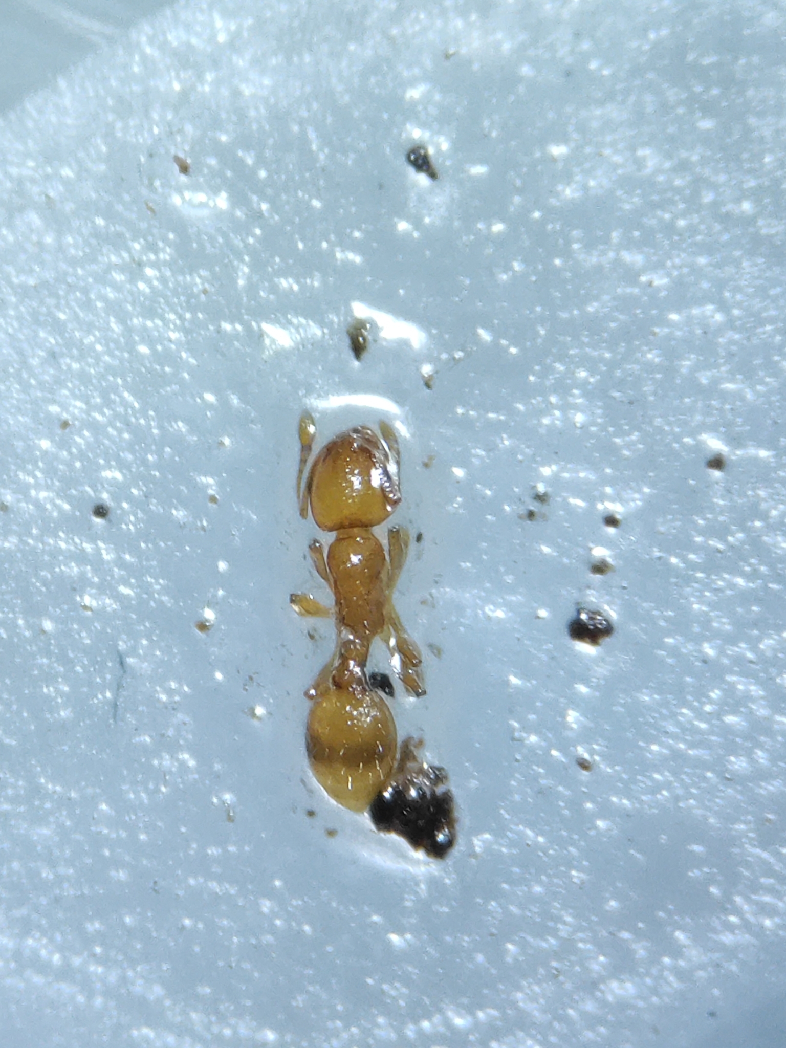 Temnothorax luteus