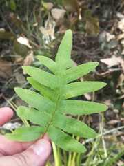 Phlebodium araneosum