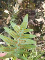 Phlebodium araneosum