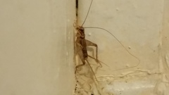 Gryllodes sigillatus