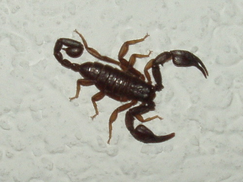 Euscorpiidae