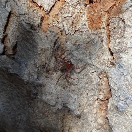Chilean flat spider