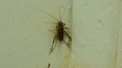 Gryllodes sigillatus