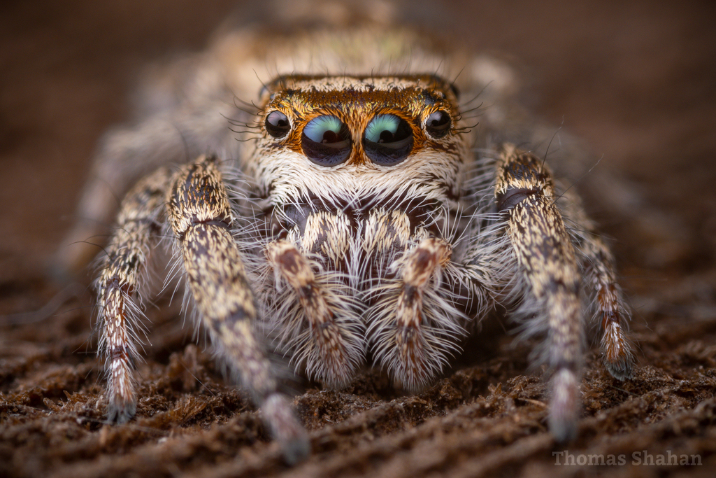 Bronze Jumping Spider In March 2023 By Thomas Shahan · Inaturalist