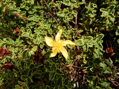 Hypericum balearicum