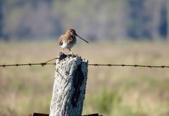 Gallinago paraguaiae