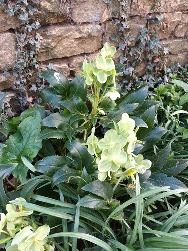 Helleborus argutifolius