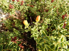 Hypericum balearicum