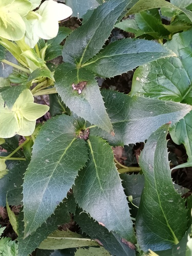 Helleborus argutifolius