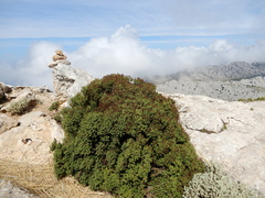 Hypericum balearicum